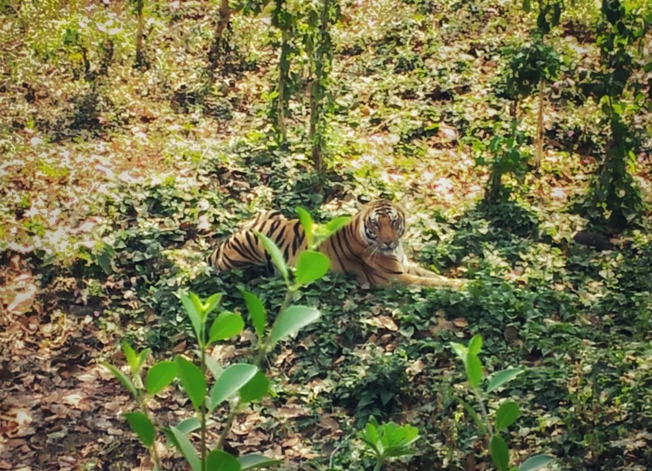 Nandankanan Zoological Park, Bhubaneswar, Odisha, India