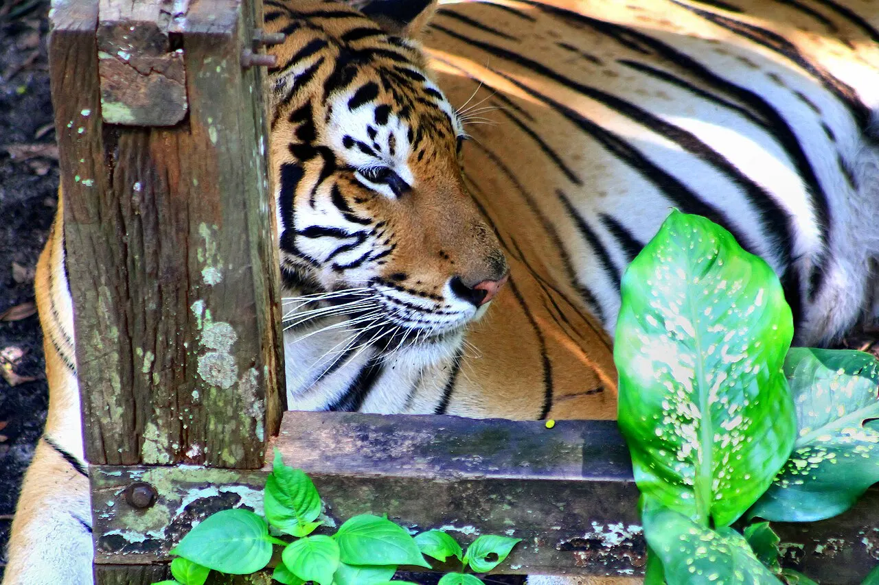 Johor Zoo, Johor Bahru, Johor, Malaysia