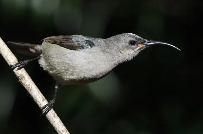 Queen Elizabeth Park, Pietermaritzburg, Pietermaritzburg, KwaZulu-Natal, South Africa