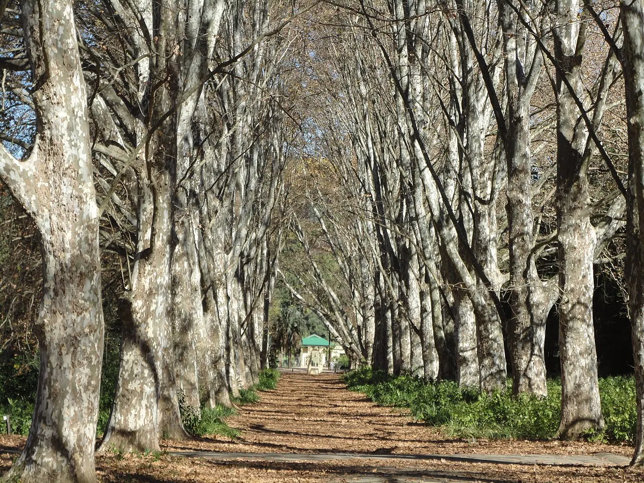 KwaZulu-Natal National Botanical Garden, Pietermaritzburg, KwaZulu-Natal, South Africa