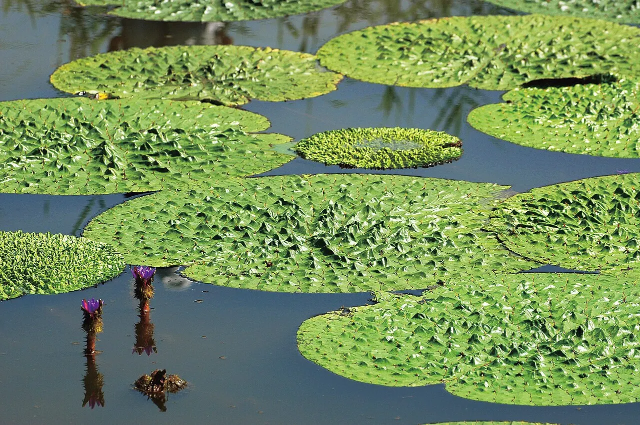Fukushimagata, Niigata, Niigata, Japan
