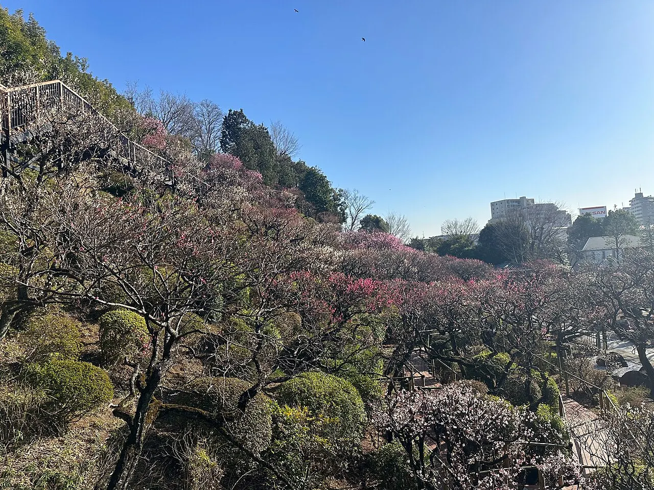 Ikegami Baien, Ōta, Tokyo, Japan
