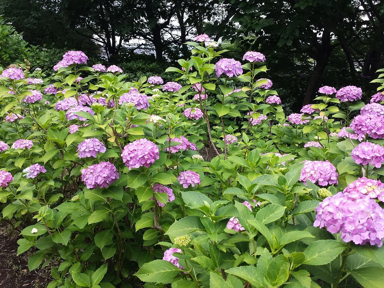 Tamagawadai Park, Ōta, Tokyo, Japan