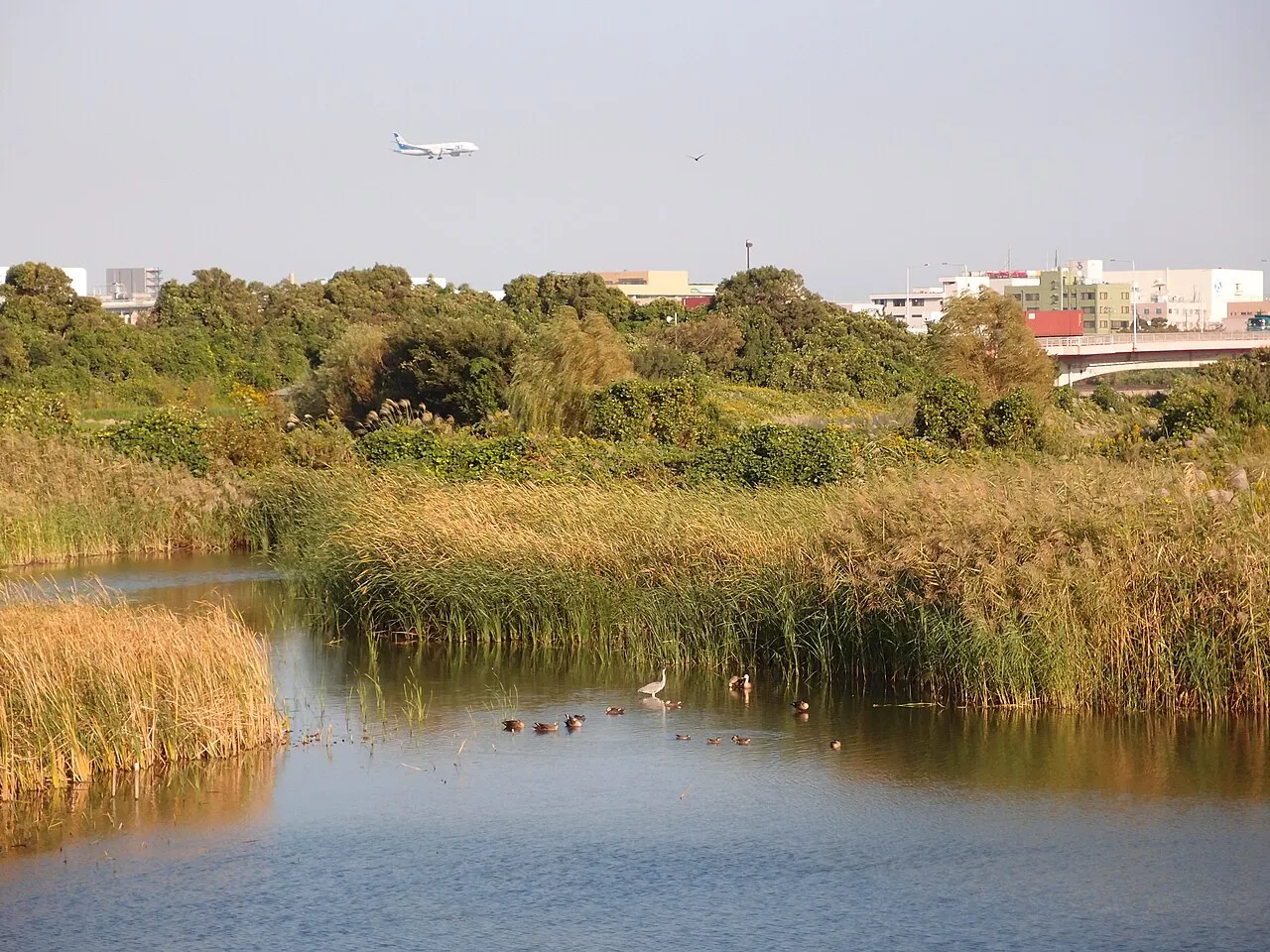 Tokyo Port Wild Bird Park, Ōta, Tokyo, Japan