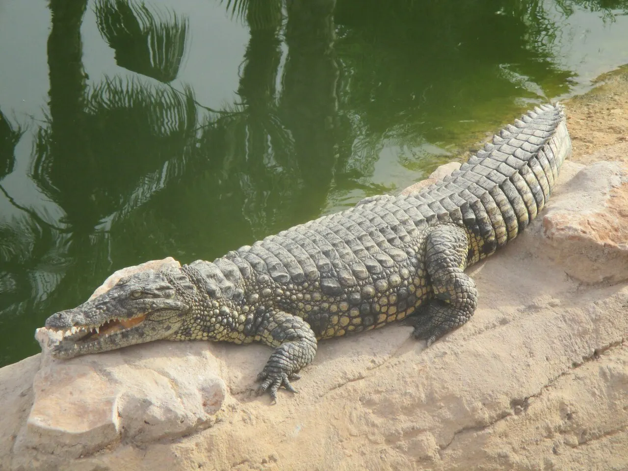 Crocoparc Agadir, Agadir, Souss-Massa, Morocco