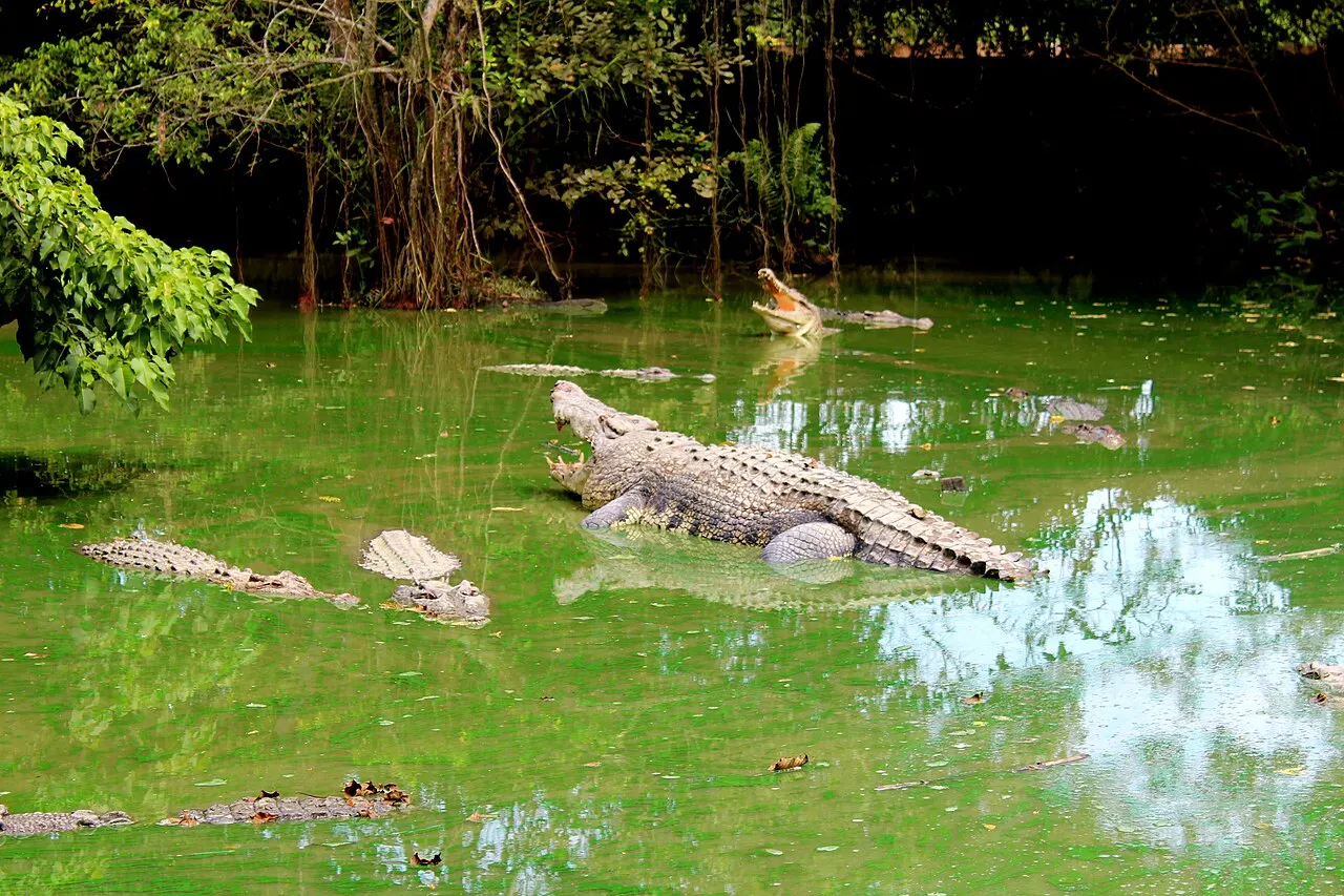 Teritip Crocodile Farm, Balikpapan, East Kalimantan, Indonesia