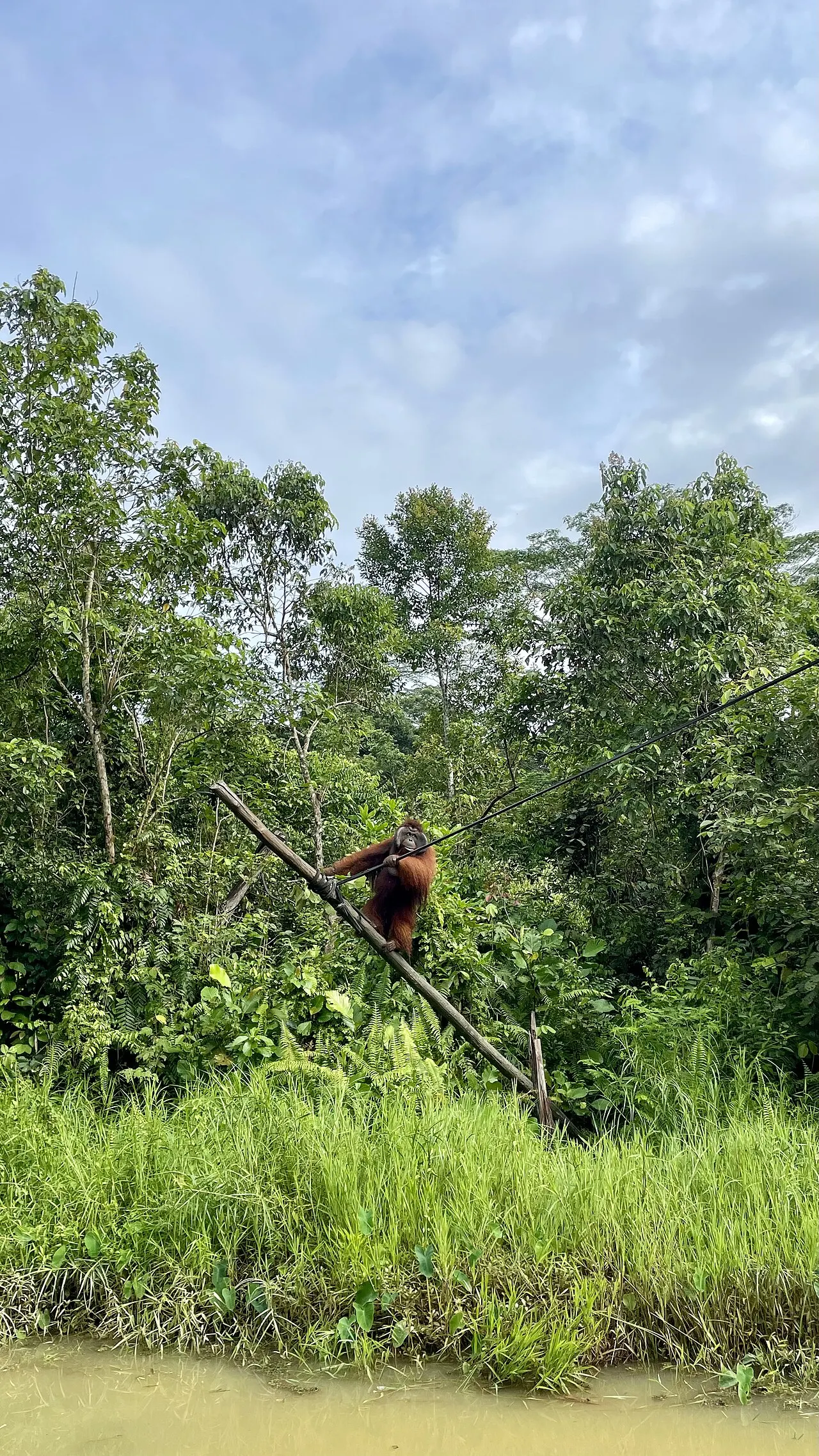 Samboja Lestari, Balikpapan, East Kalimantan, Indonesia