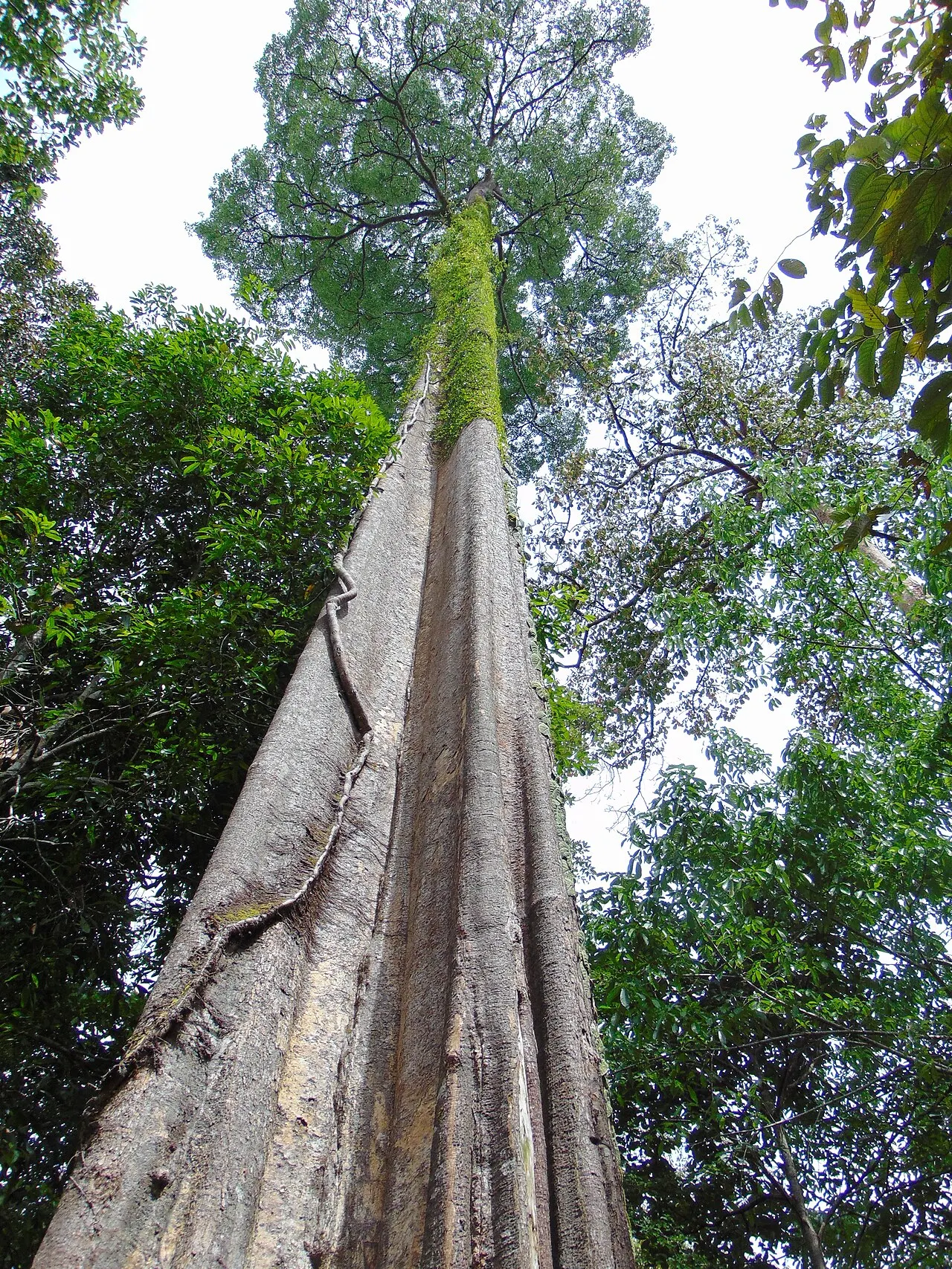 Kebun Raya Balikpapan, Balikpapan, East Kalimantan, Indonesia