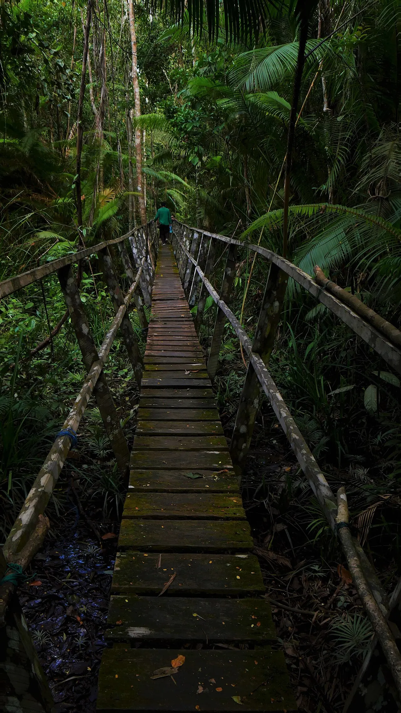 Sungai Wain Protected Forest, Balikpapan, East Kalimantan, Indonesia