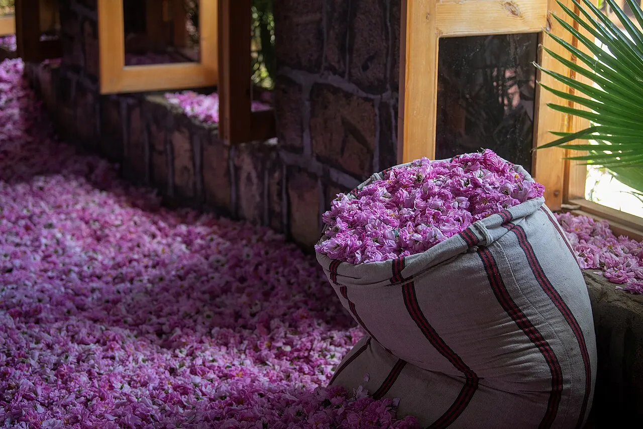 Taif Rose Fields, Ta’if, Mecca Region, Saudi Arabia