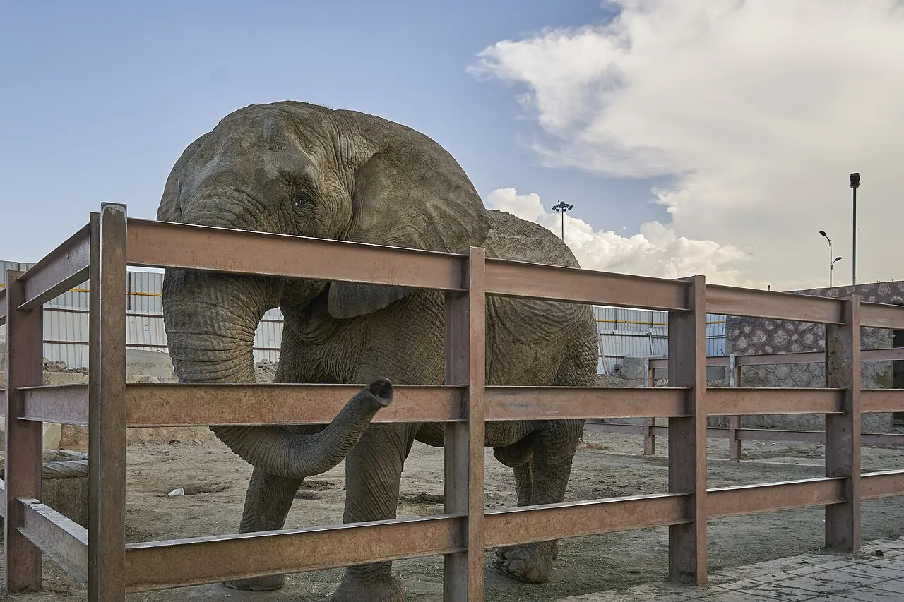 Taif Zoo, Ta’if, Mecca Region, Saudi Arabia