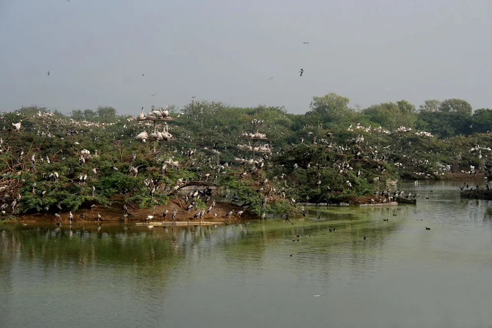 Uppalapadu Bird Sanctuary, Guntur, Andhra Pradesh, India