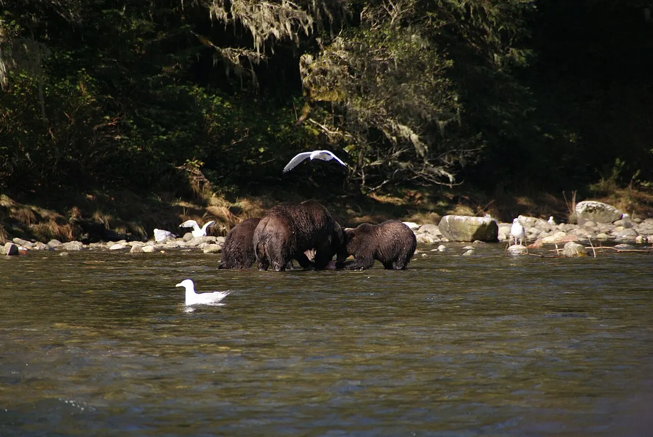 Spirit Bear Lodge, Great Bear Rainforest, British Columbia, Canada