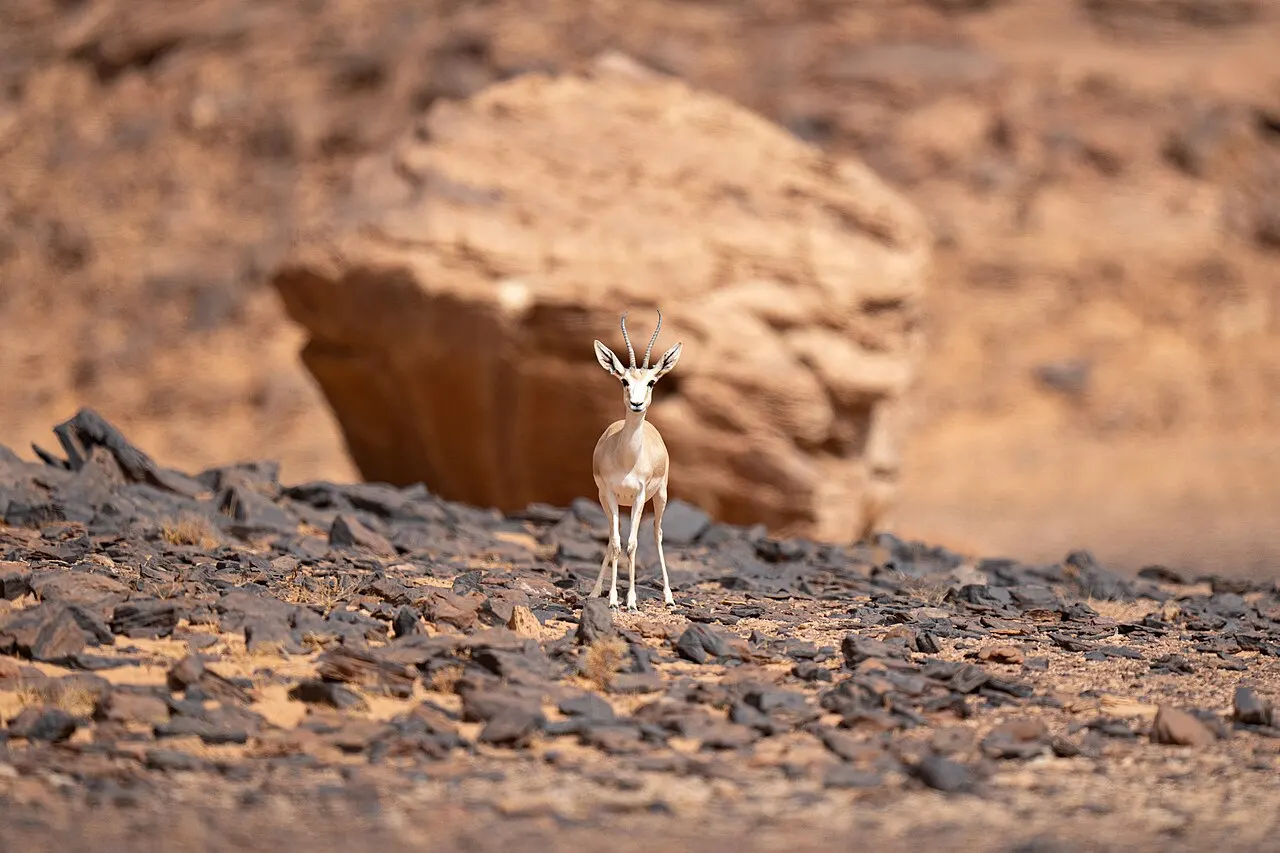 King Salman Royal Reserve, Tabuk, Tabuk Region, Saudi Arabia