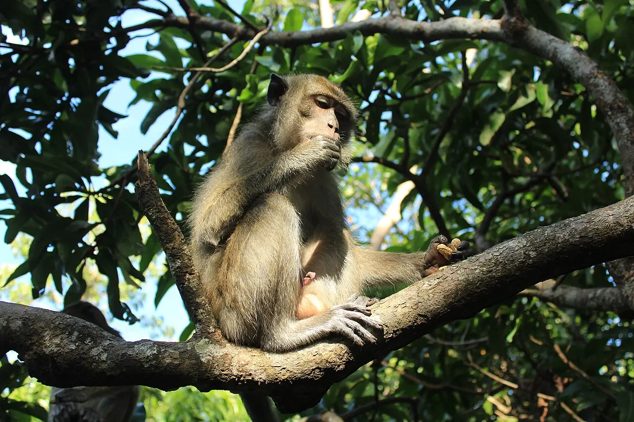 Pulau Kembang, Banjarmasin, South Kalimantan, Indonesia