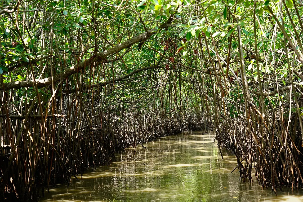 Pichavaram, Puducherry, Puducherry, India