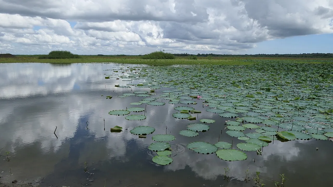 Ousteri Lake, Puducherry, Puducherry, India
