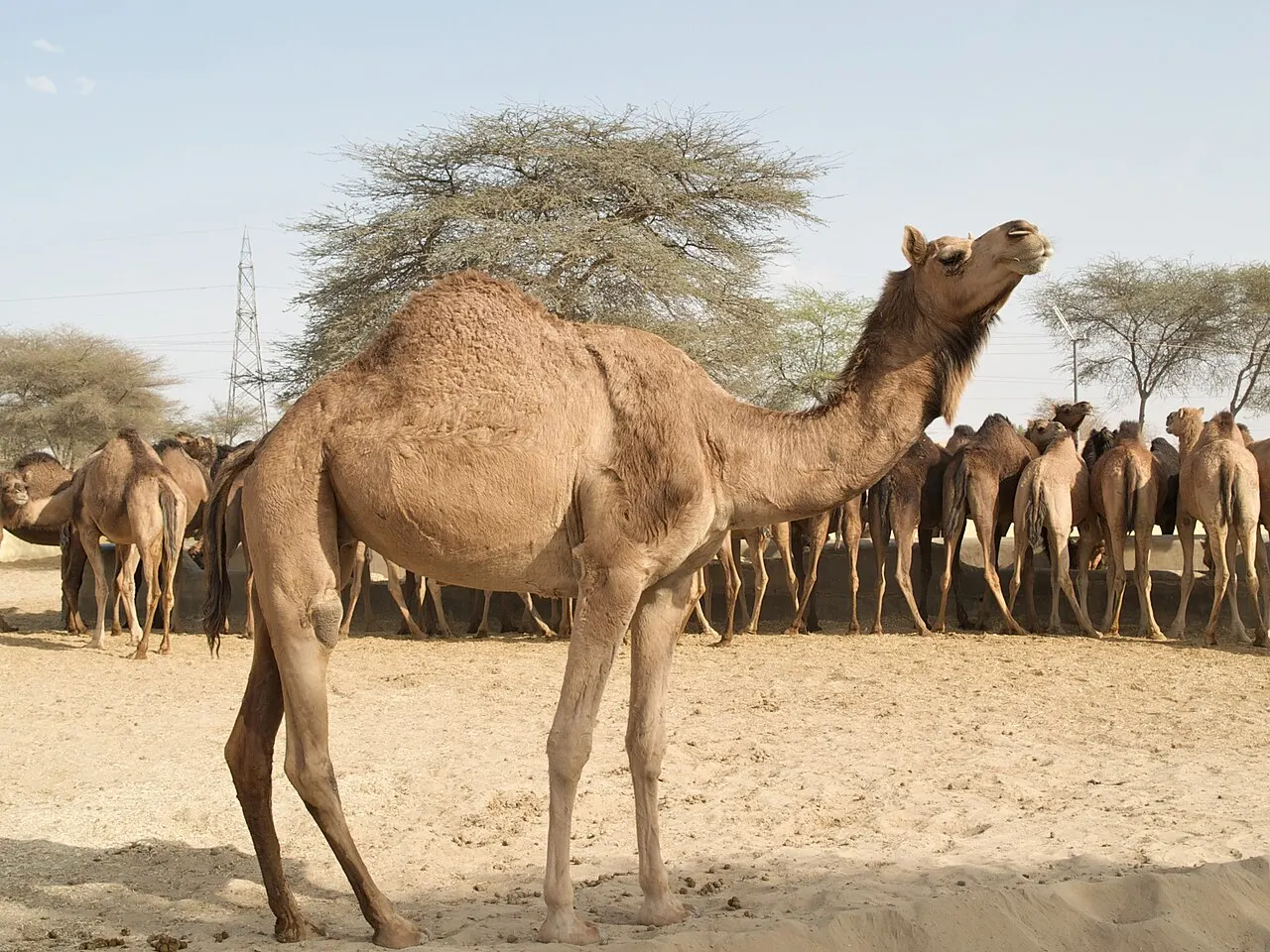 National Research Centre on Camel, Bikaner, Rajasthan, India