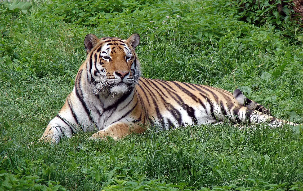 Łódź Zoo, Łódź, Łódź Voivodeship, Poland