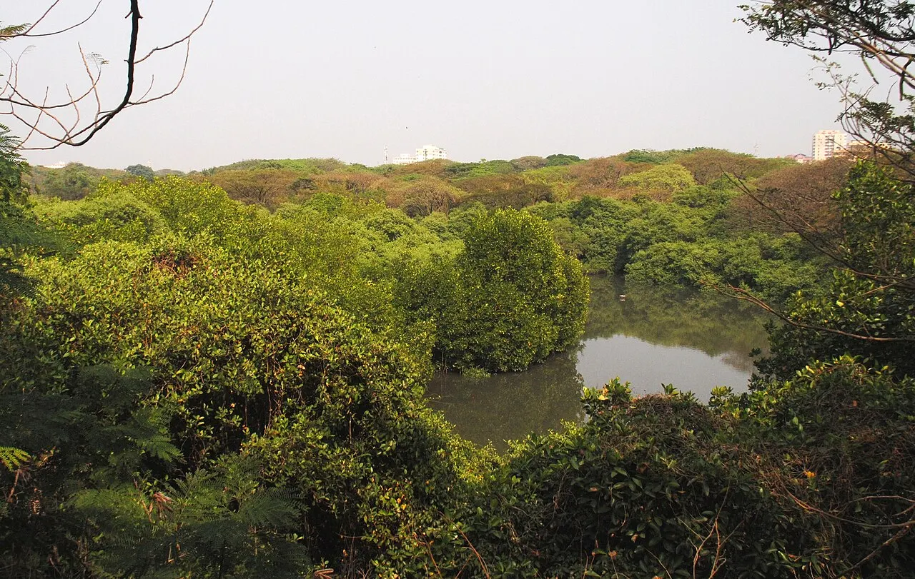 Mangalavanam Bird Sanctuary, Kochi, Kerala, India