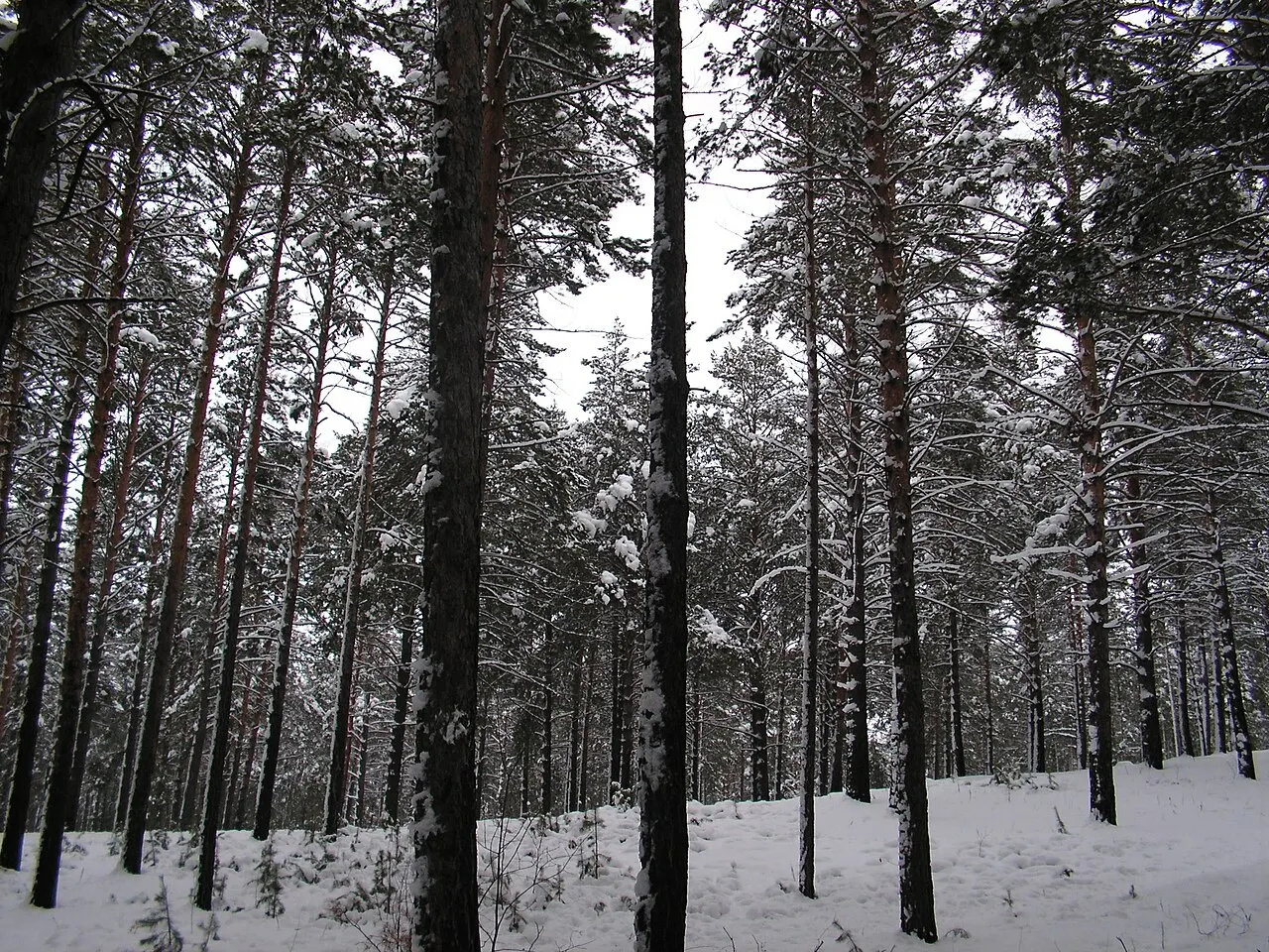 Barnaul Ribbon Pine Forest, Barnaul, Altai Krai, Russia