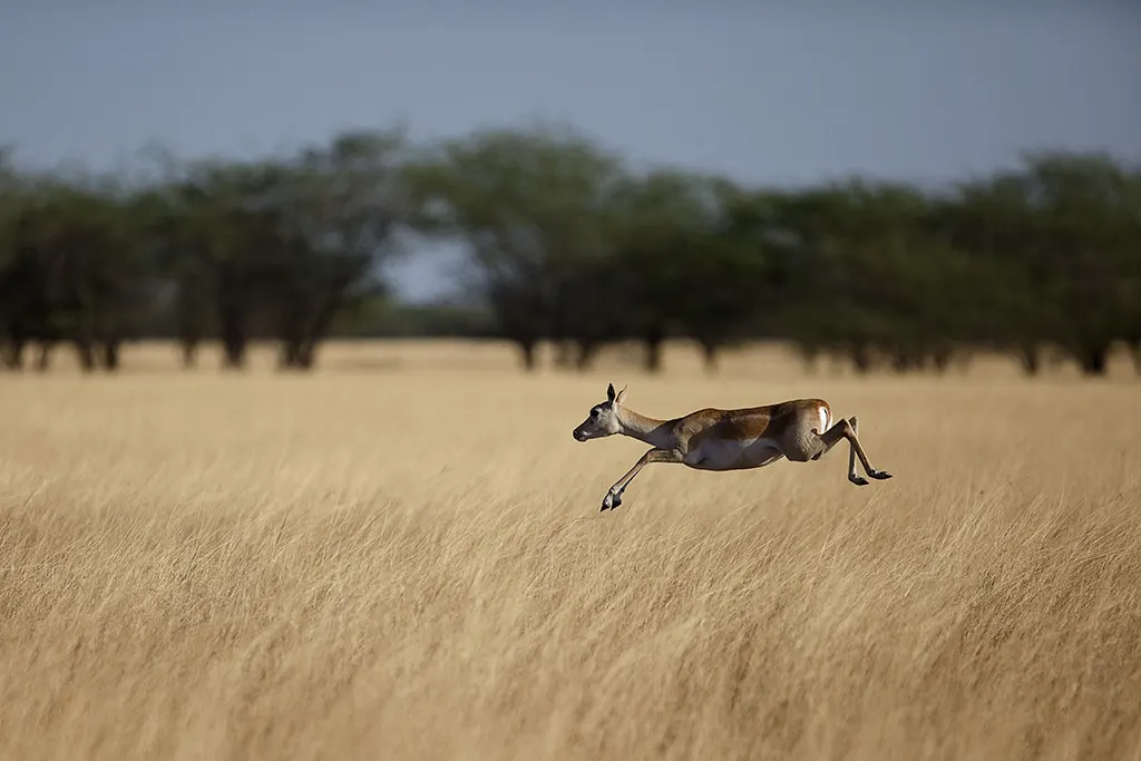 Velavadar Blackbuck National Park, Bhavnagar, Gujarat, India