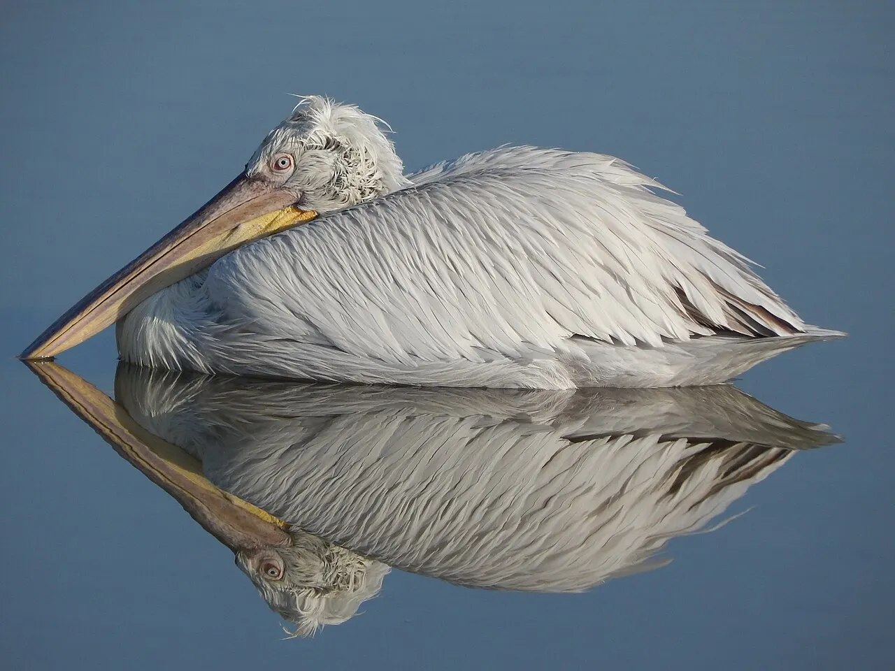 Khijadiya Bird Sanctuary, Jamnagar, Gujarat, India