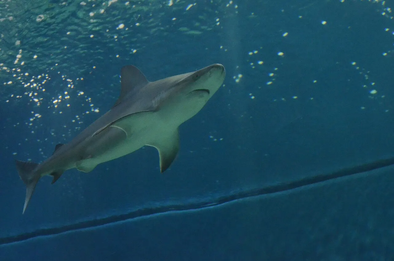 Aquarium of Genoa, Genoa, Liguria, Italy