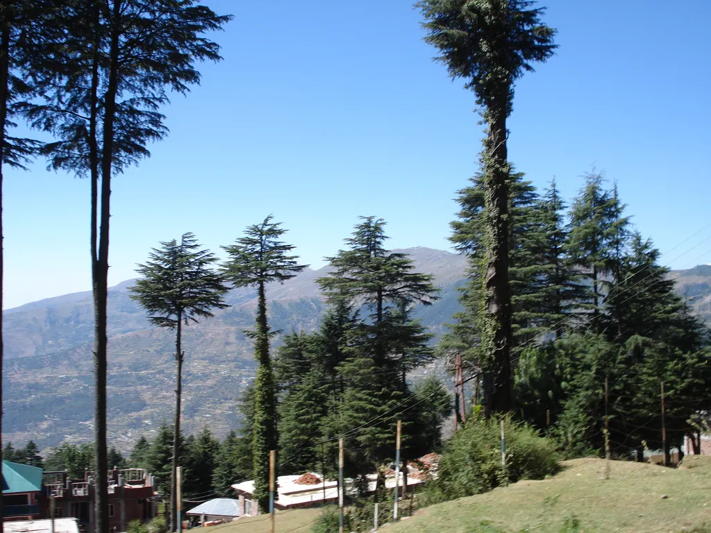 Patnitop, Jammu, Jammu and Kashmir, India