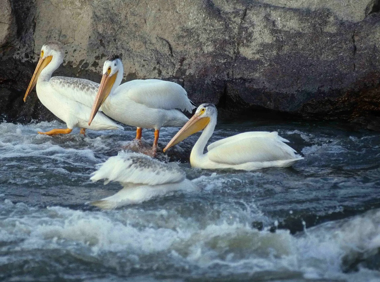 Fort Smith, Wood Buffalo National Park, Alberta, Canada