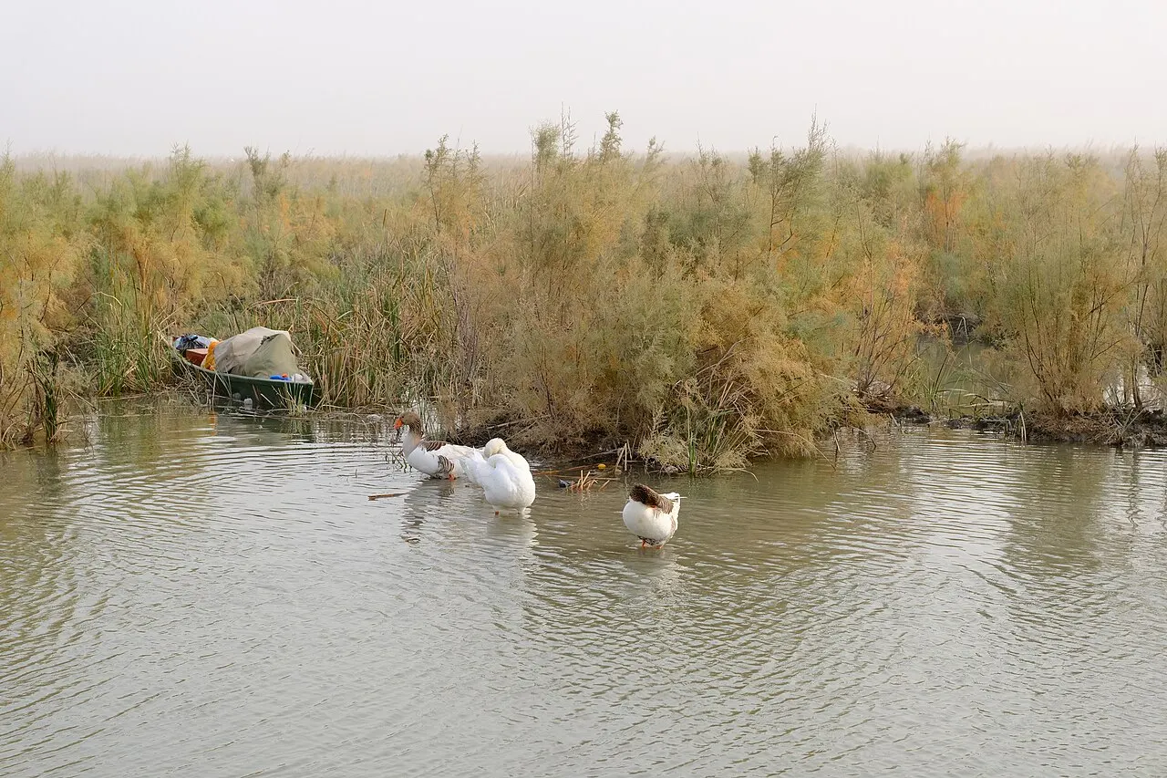 Chibayish Marshes, Nasiriyah, Dhi Qar, Iraq