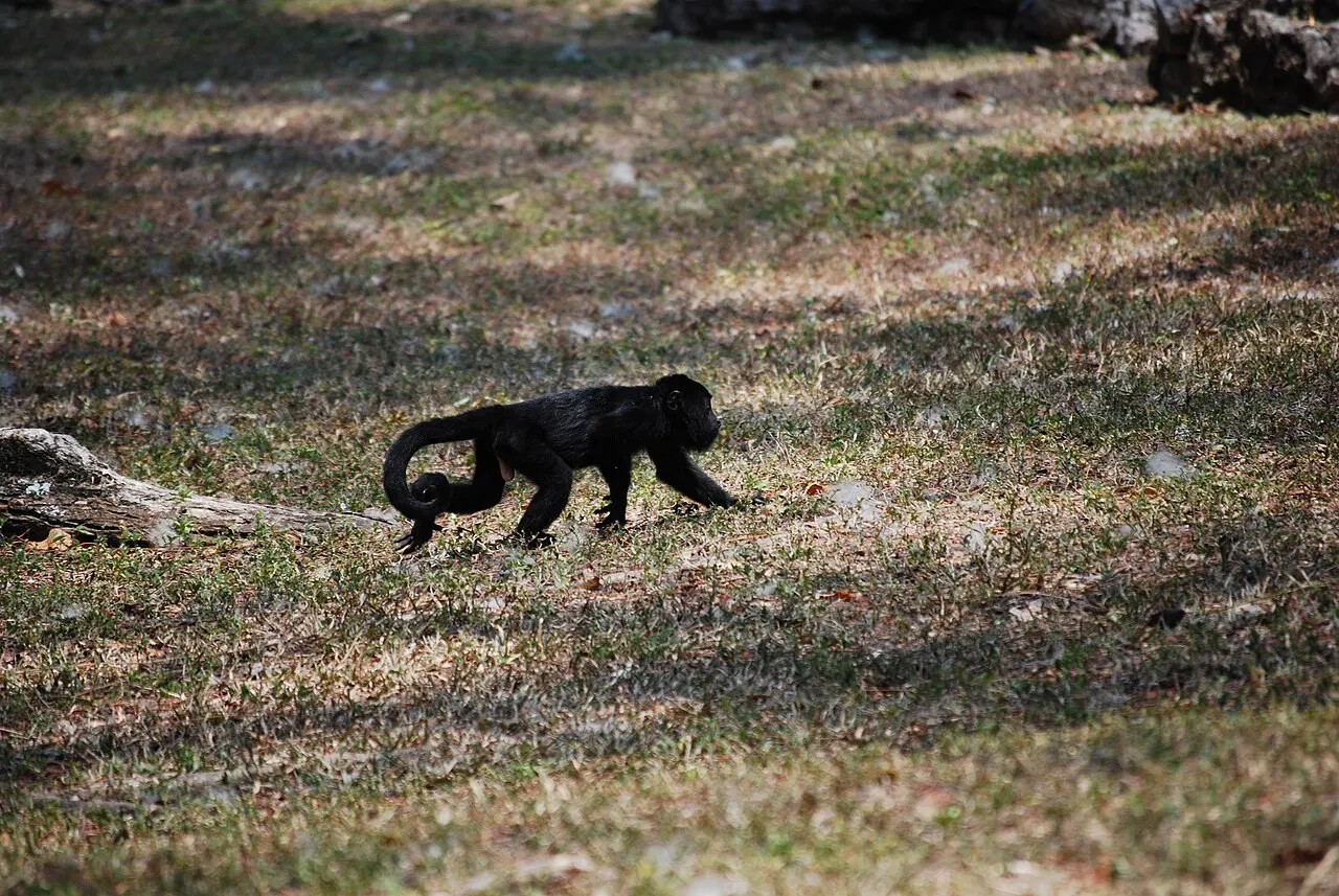 Yaxchilán howler monkeys, Yaxchilán, Chiapas, Mexico