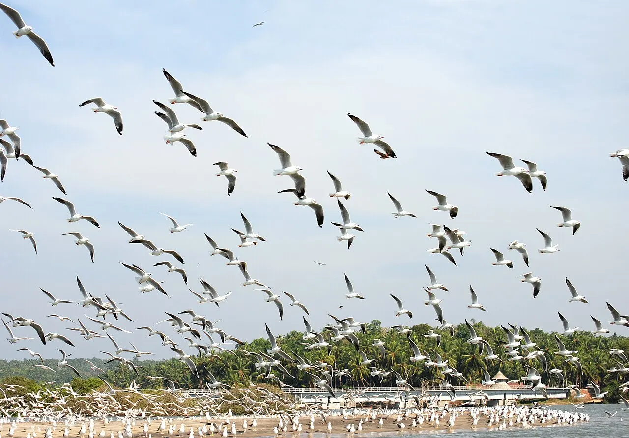 Kadalundi Bird Sanctuary, Kozhikode, Kerala, India