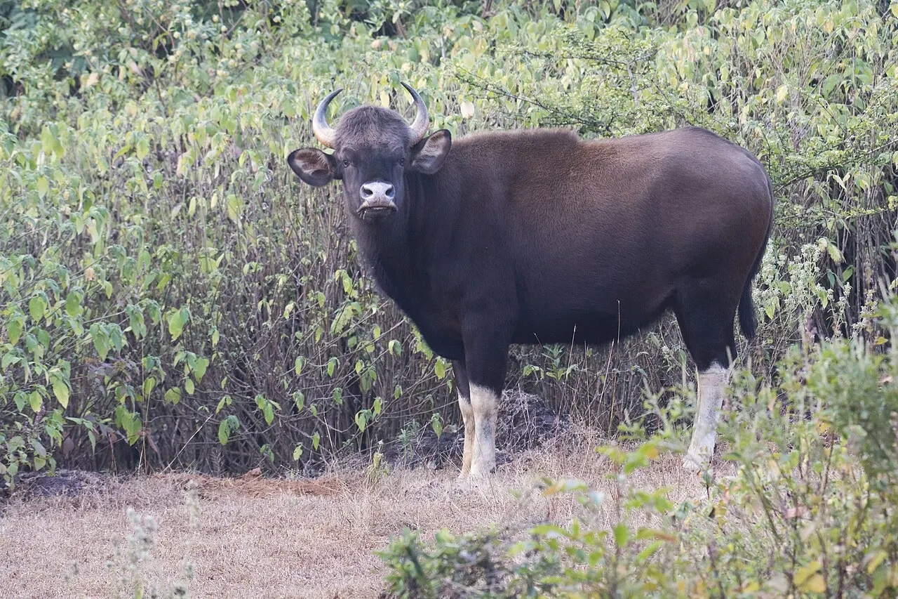 Radhanagari Wildlife Sanctuary, Kolhāpur, Maharashtra, India