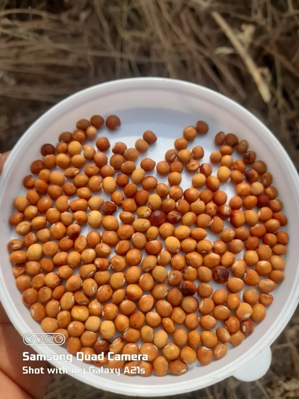 Gulbarga Tur Dal, Kalaburagi, Karnataka, India