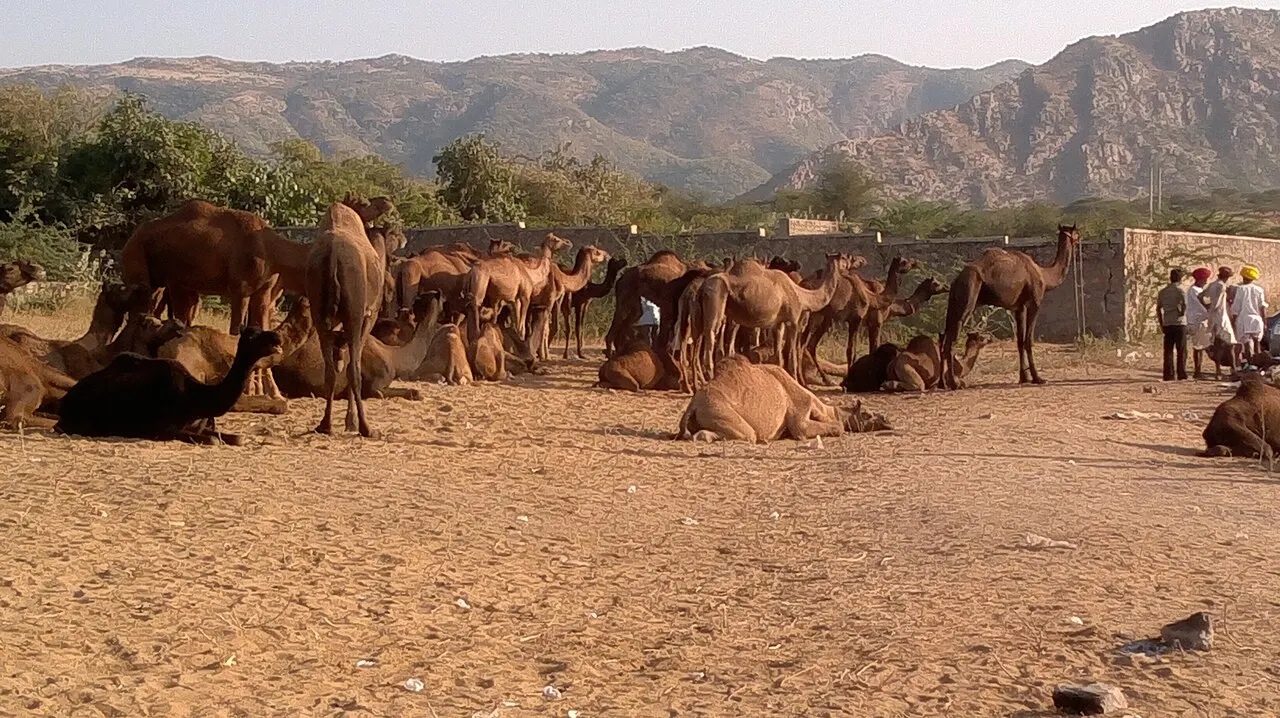 Pushkar Camel Fair, Ajmer, Rajasthan, India