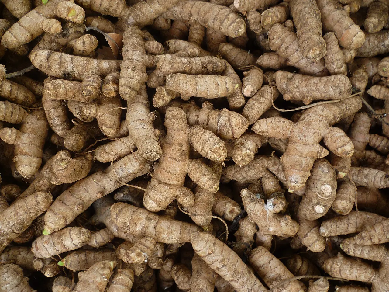 Erode Turmeric, Erode, Tamil Nadu, India