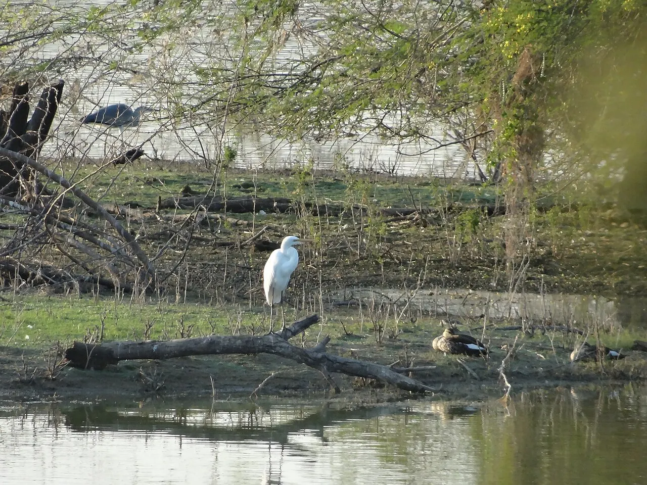 Vellode Bird Sanctuary, Erode, Tamil Nadu, India