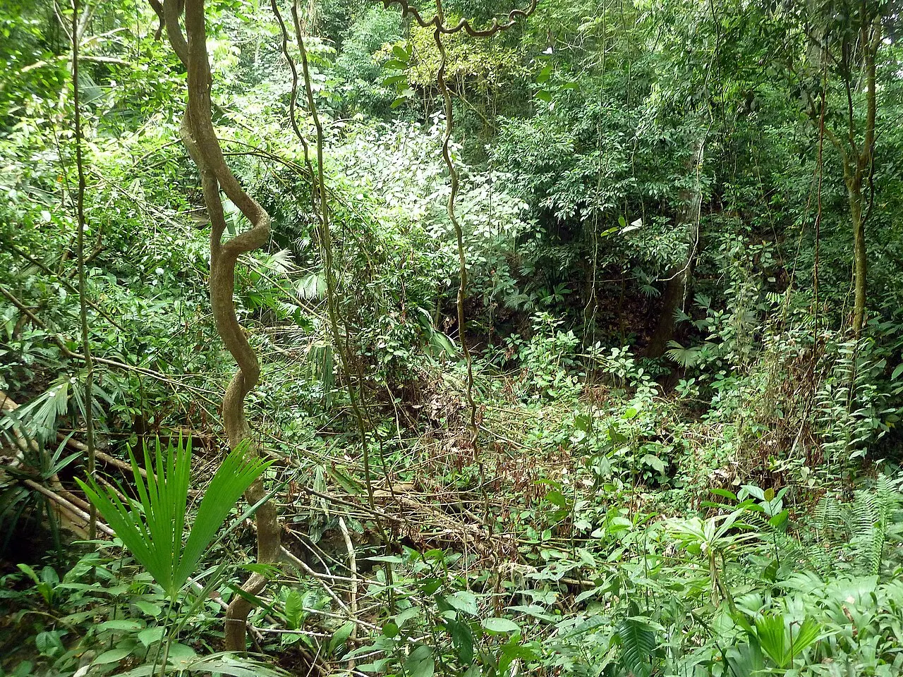 Tayrona National Natural Park, Santa Marta, Magdalena Department, Colombia