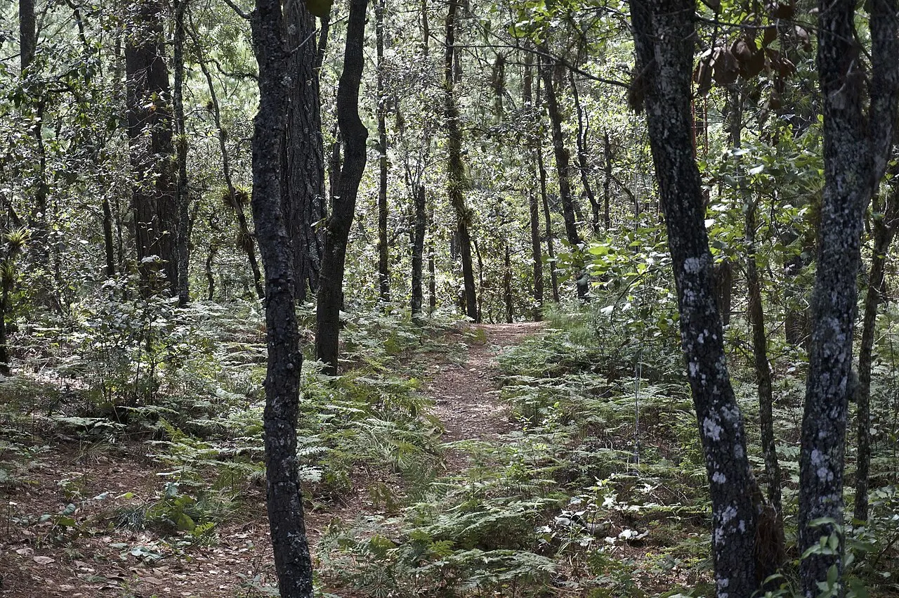 San José del Pacífico Forest Trails, San José del Pacífico, Oaxaca, Mexico