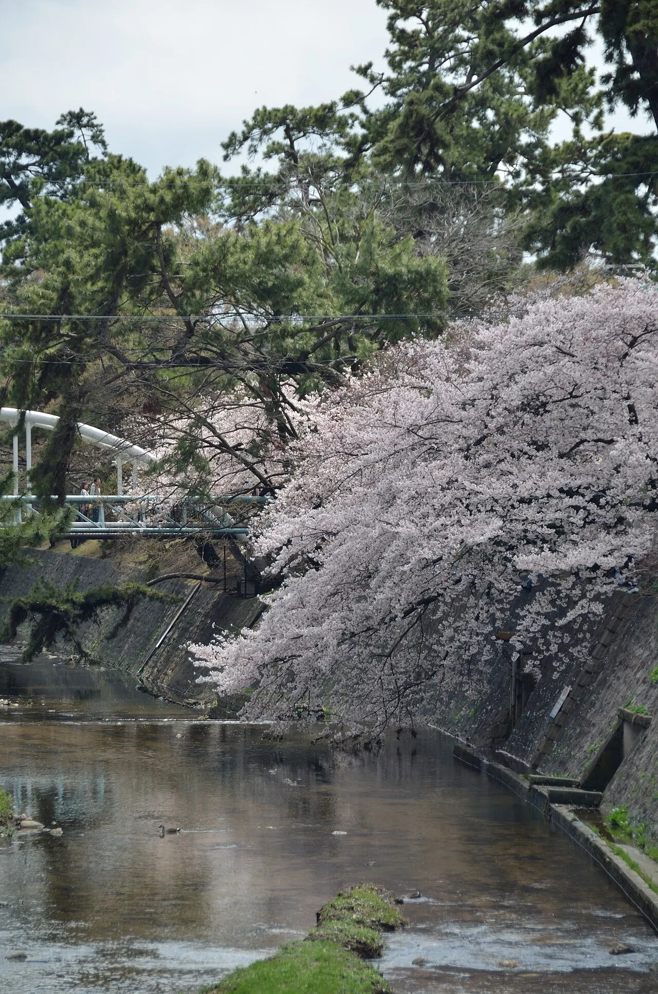 Shukugawa, Nishinomiya, Hyōgo, Japan