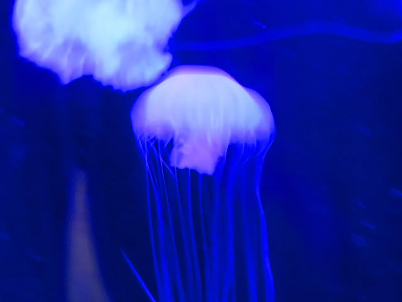 Acuario de Veracruz, Veracruz, Veracruz, Mexico