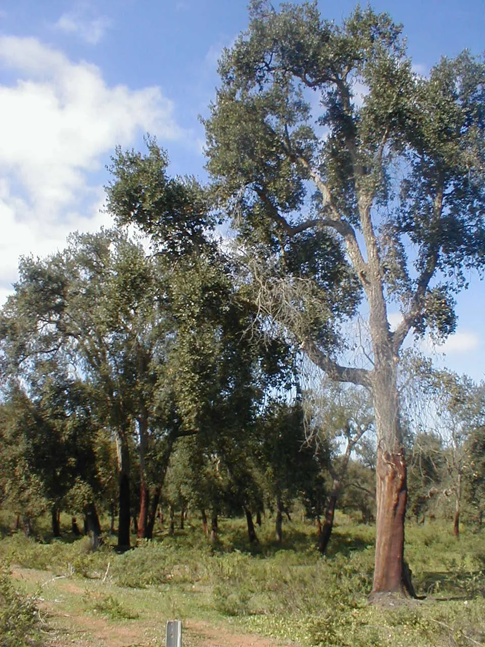 Mamora Forest, Kenitra, Rabat-Salé-Kénitra, Morocco