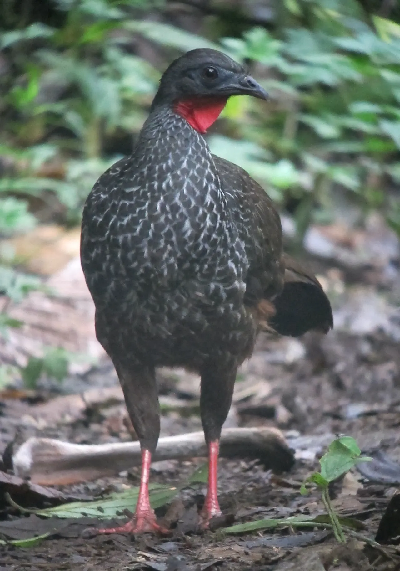 Otún Quimbaya Flora and Fauna Sanctuary, Pereira, Risaralda Department, Colombia