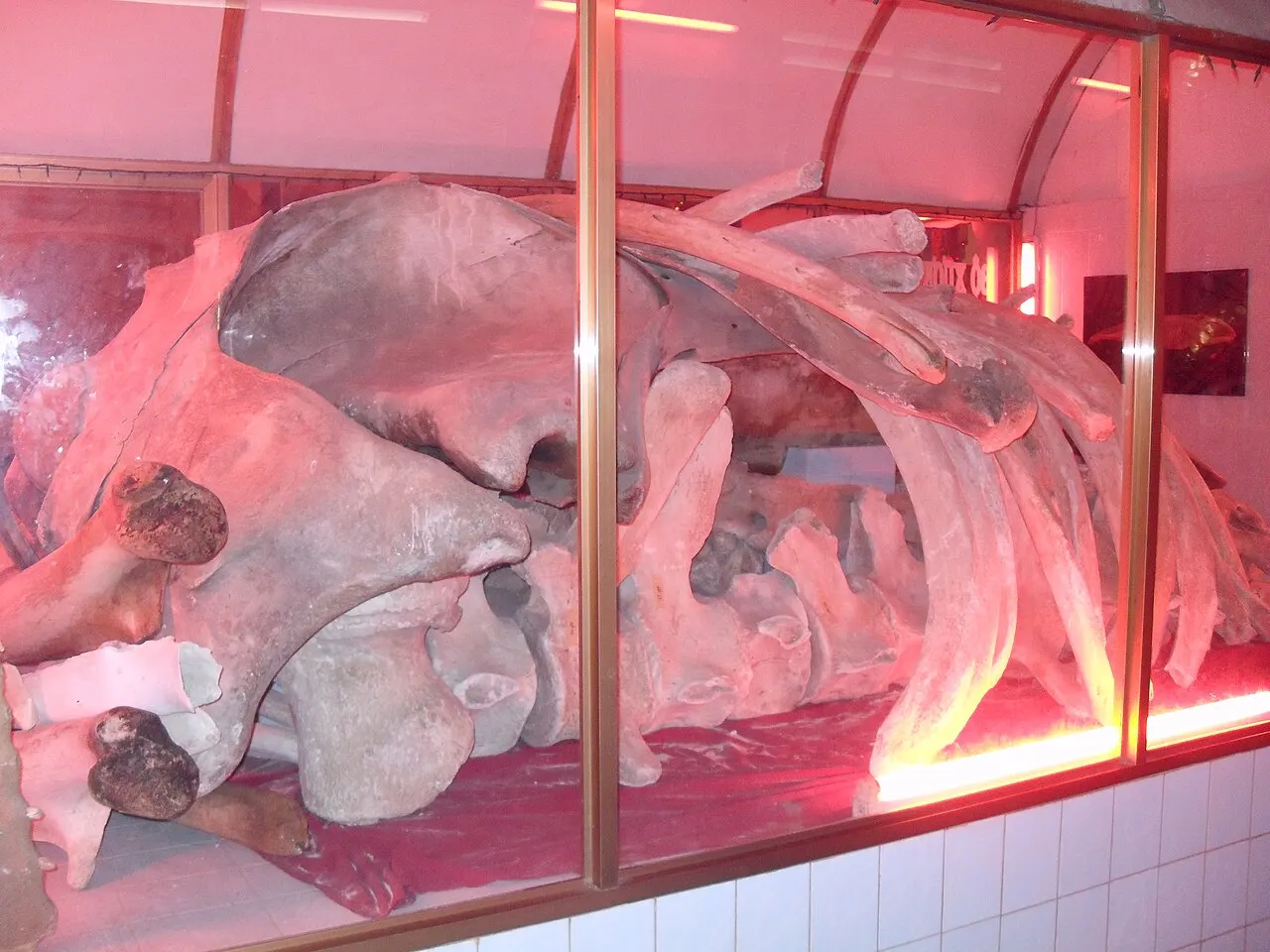 Whale Temple, Vũng Tàu, Ho Chi Minh City (HCMC), Vietnam