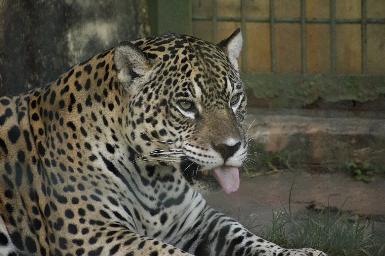Piracicaba Zoo, Piracicaba, São Paulo, Brazil