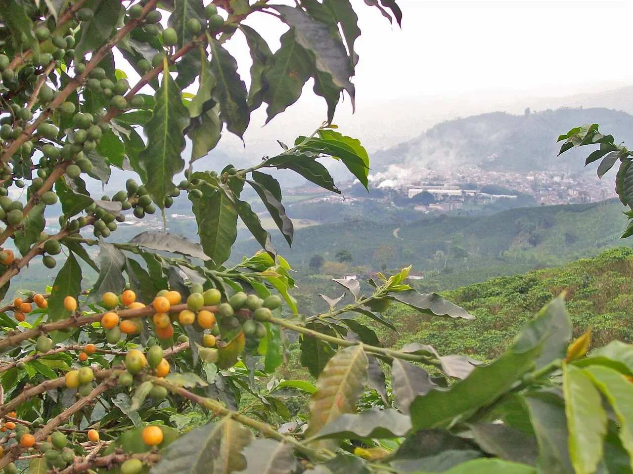 Chinchiná, Manizales, Caldas Department, Colombia