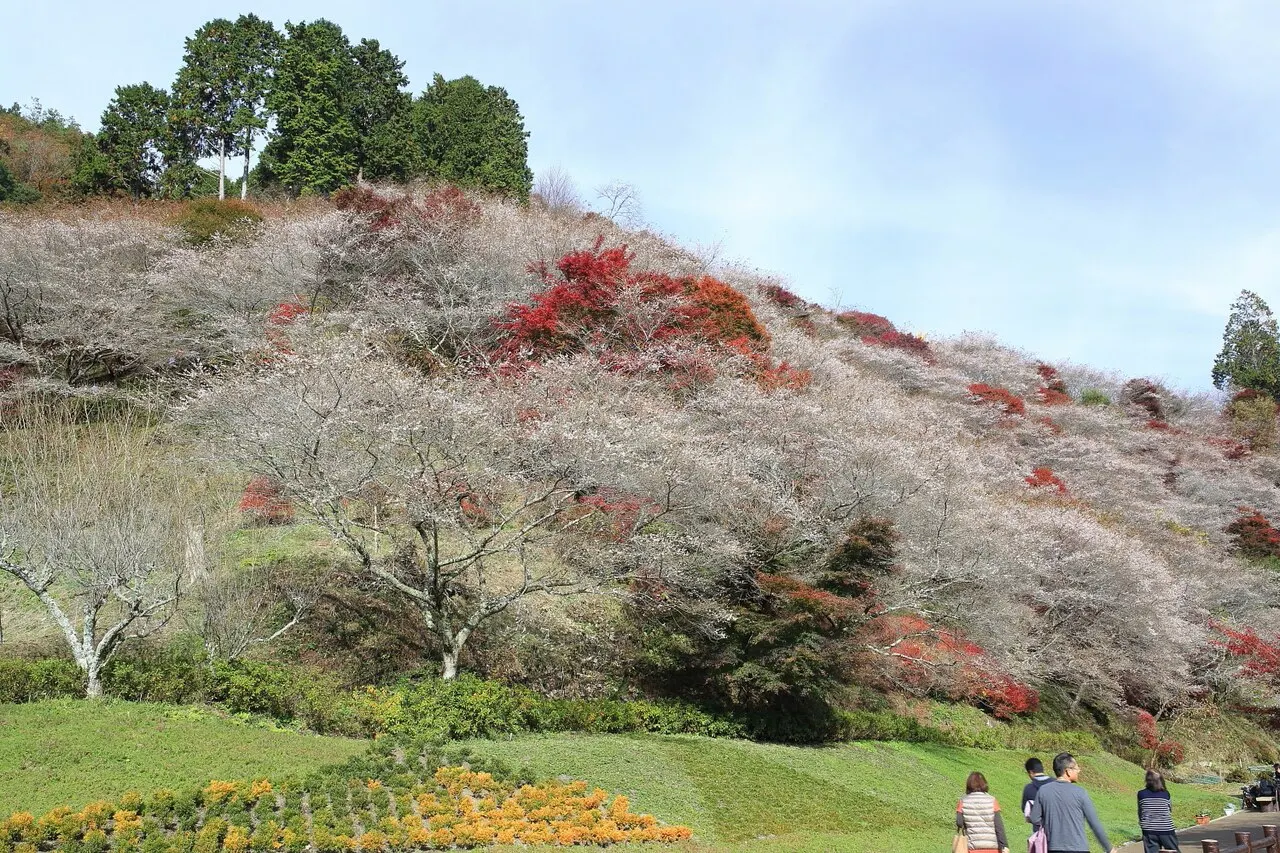 Obara Shikizakura, Toyota, Aichi, Japan
