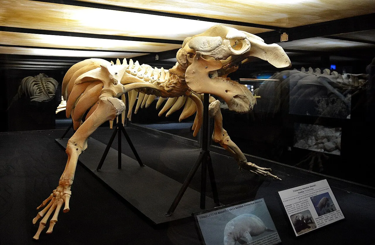 Museo del Mar, Cumaná, Sucre, Venezuela