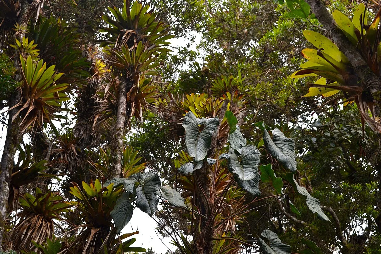 Isla de la Corota, Pasto, Nariño, Colombia